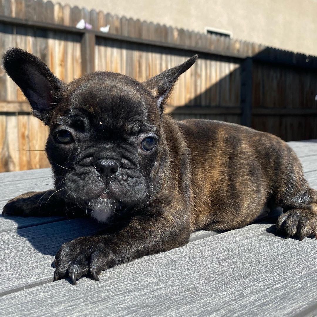 French bulldog puppy