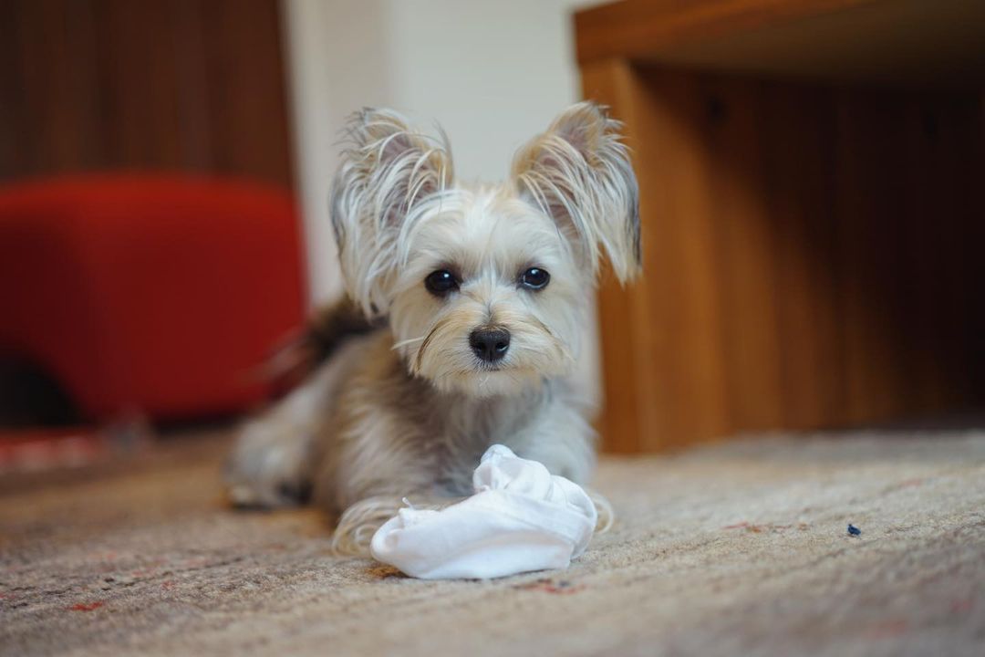 Yorkie Puppies for Sale 