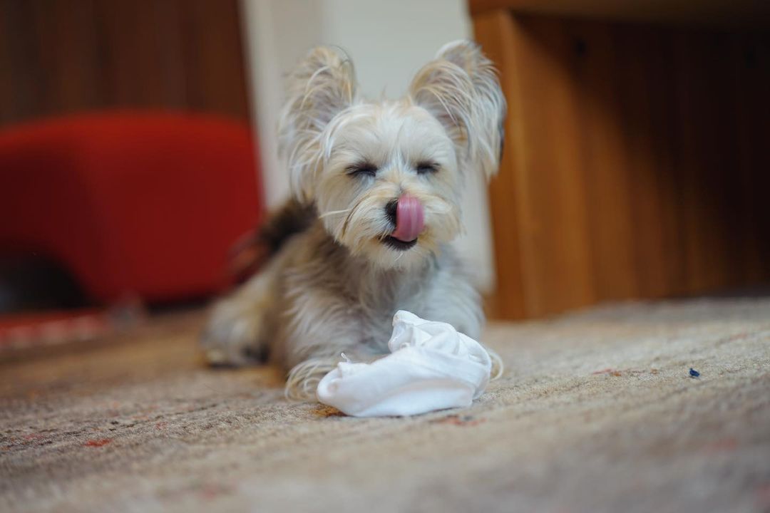 Yorkie pupies for sale 