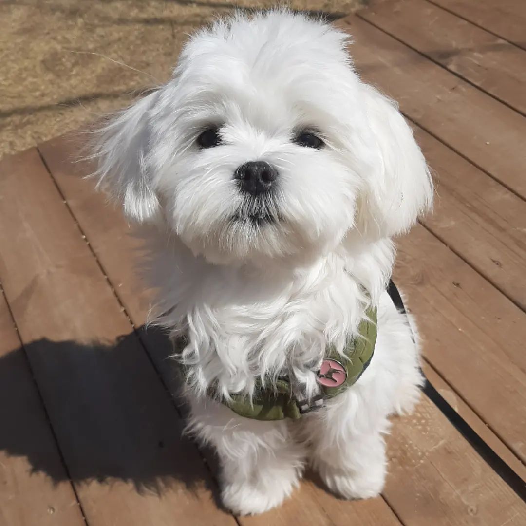 Maltese Puppy for sale 