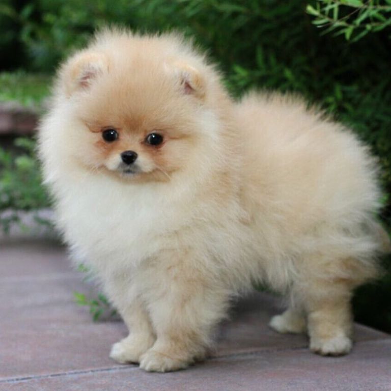 Pomeranian puppies  free 