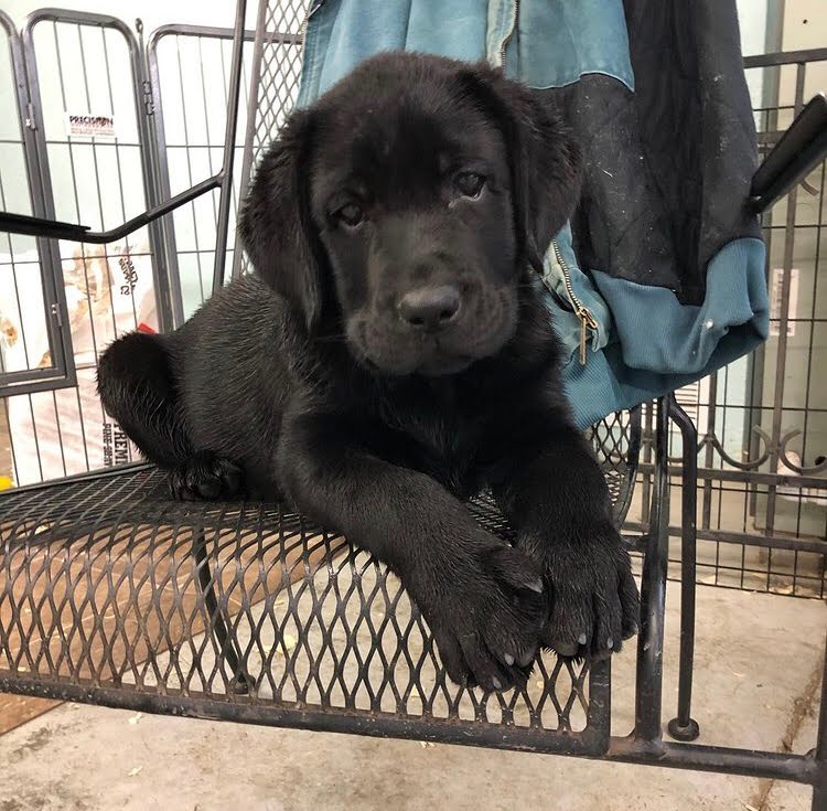 Labrador puppies for sale 