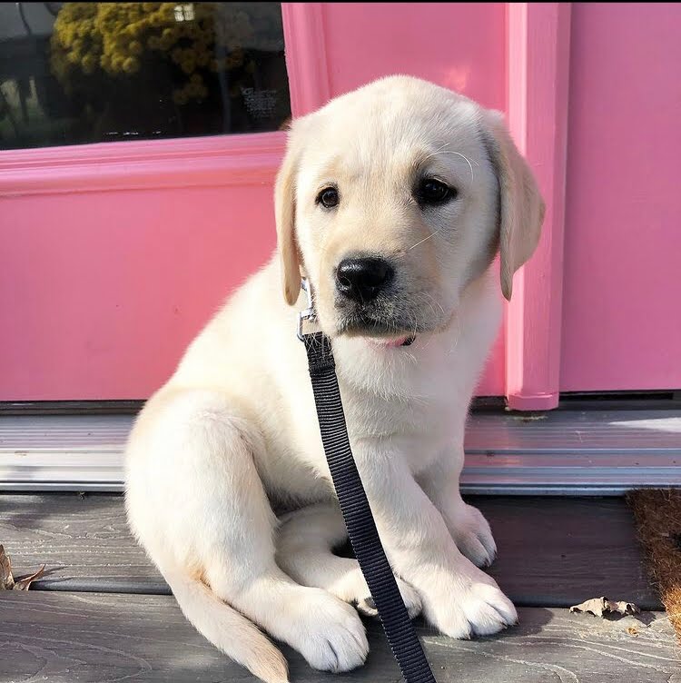 Labrador puppies for sale 