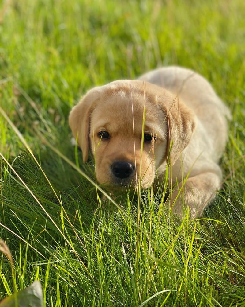 Labrador puppies for sale 