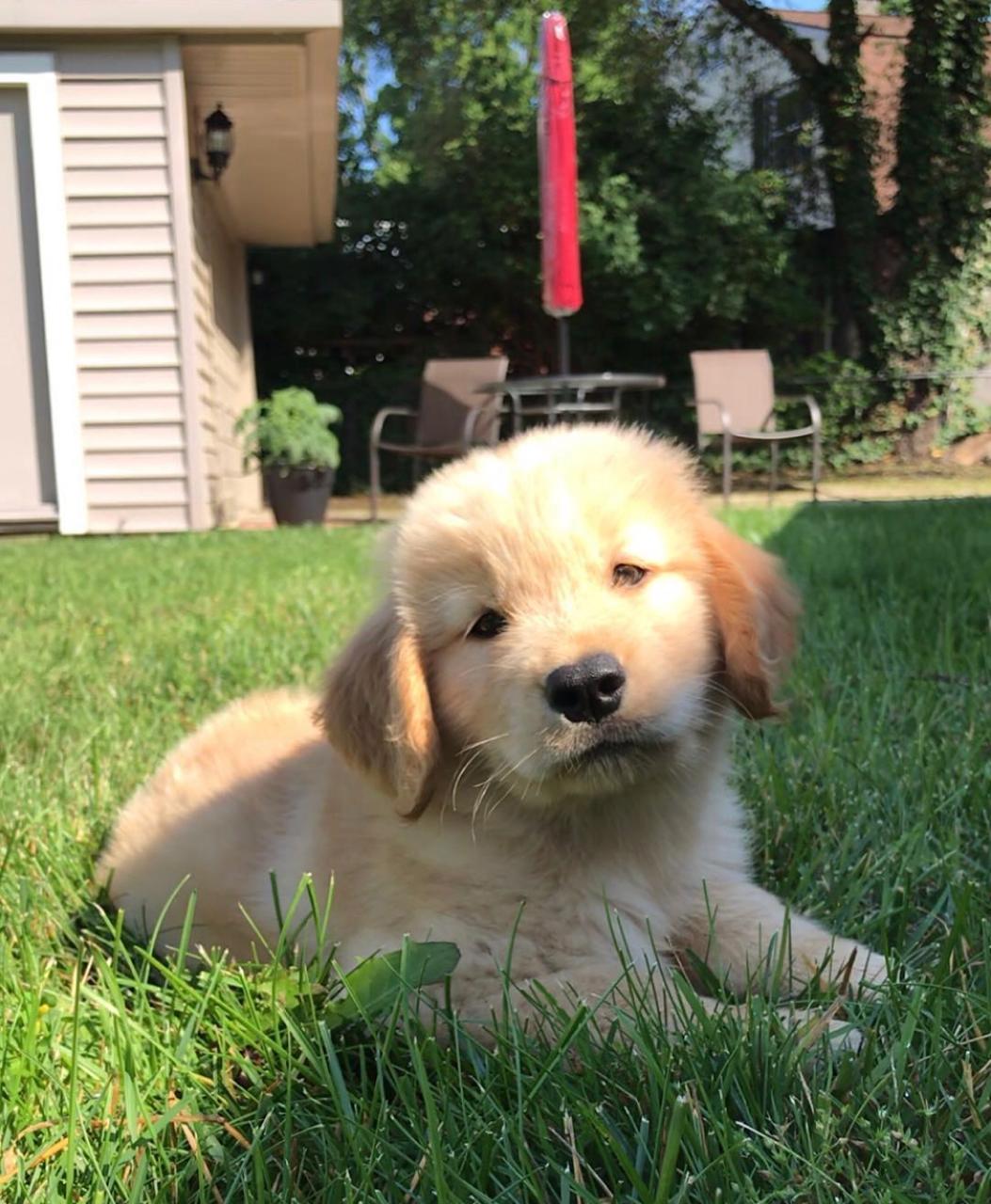 golden Retriever puppy 