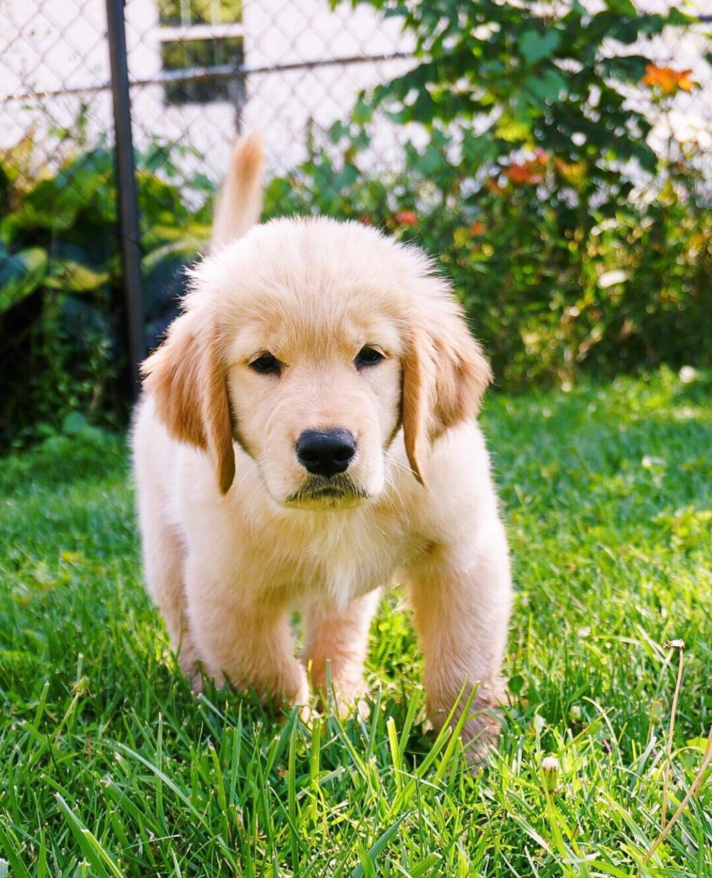 Golden Retriever puppy 