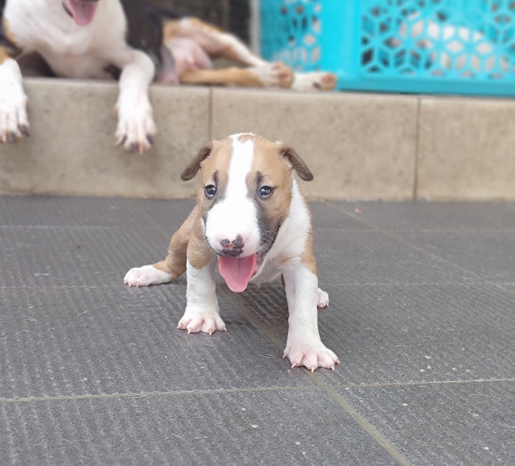 bull terrier puppy 