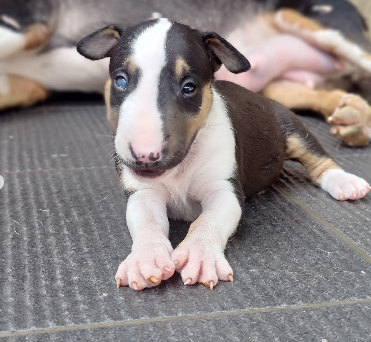 bull terrier puppy 