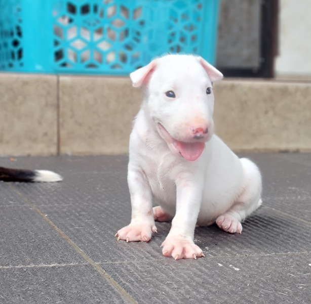 Staffordshire Bull Terrier (Staffy