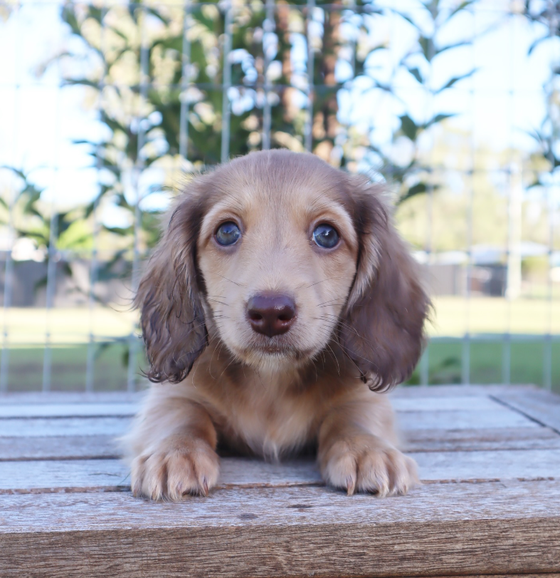 Dachshund for adoption 