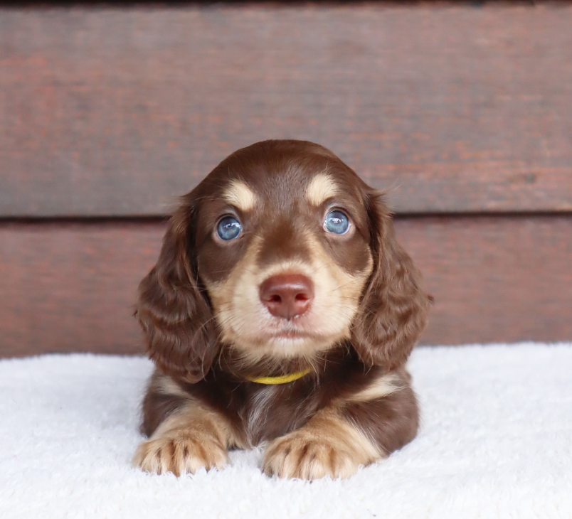 Dachshund puppies for sale 