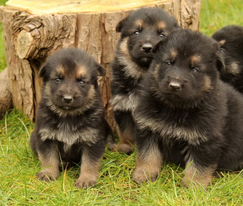 German Shepard puppies
