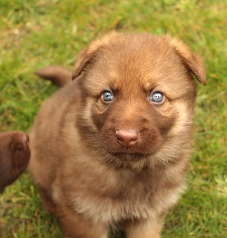 German Shepard puppies for sale 