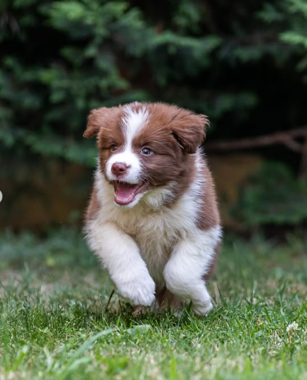border collie puppies