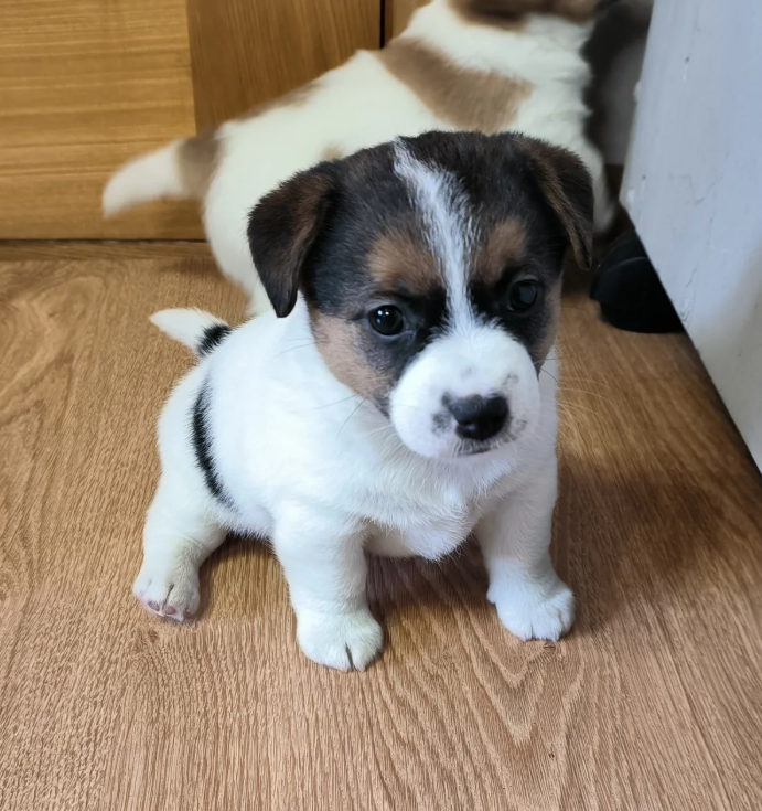 Jack Russell Terrier 
