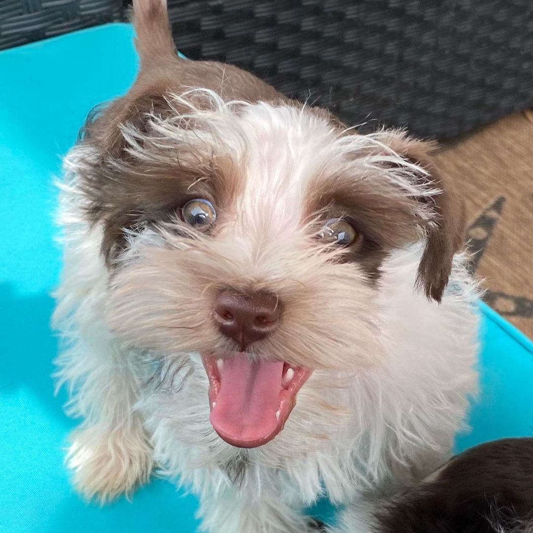 Yorkie Puppies for Sale 
