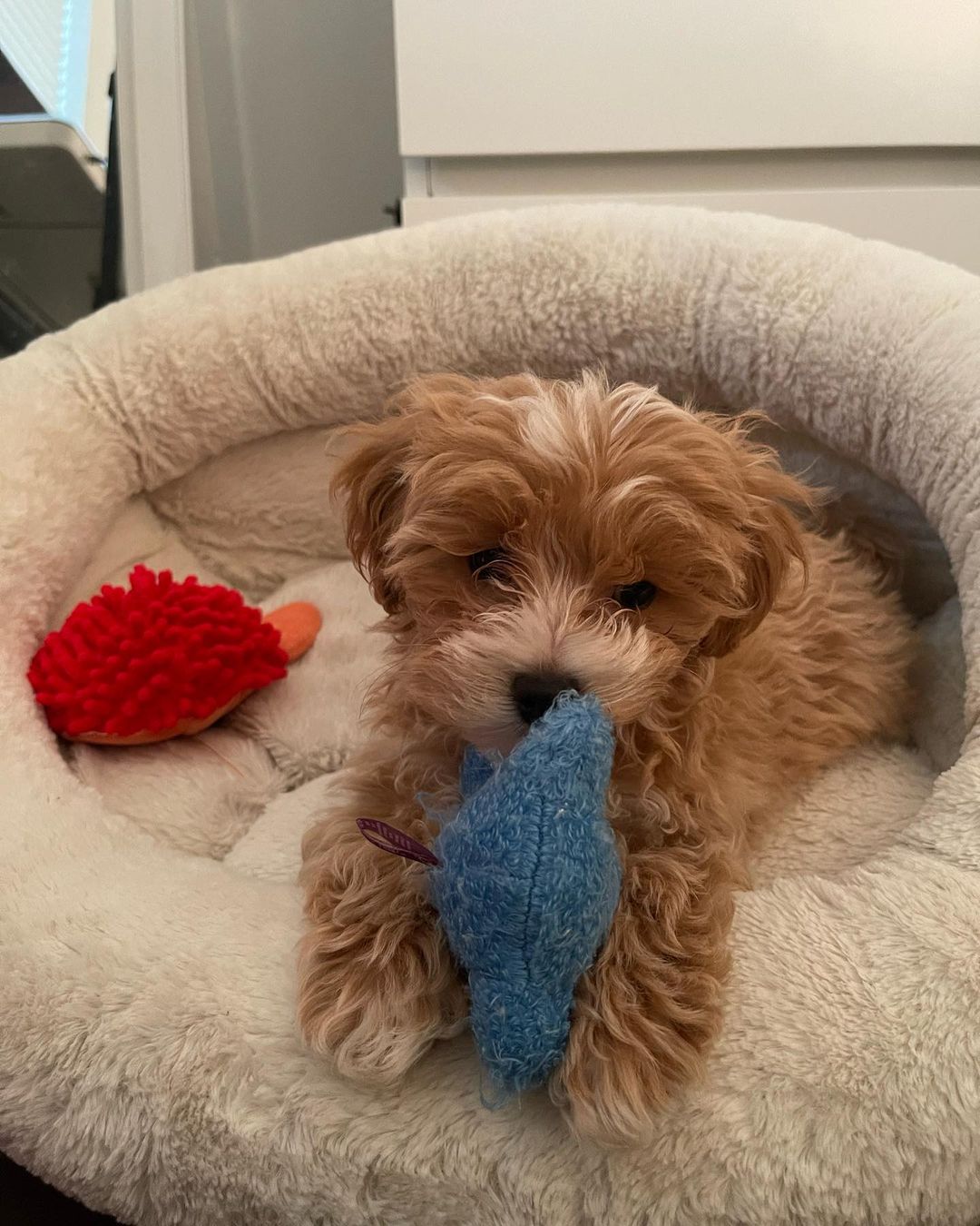 Yorkie Puppies for adoption 