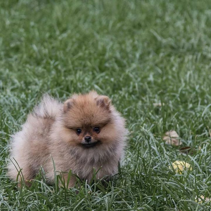 Pomeranian puppies 