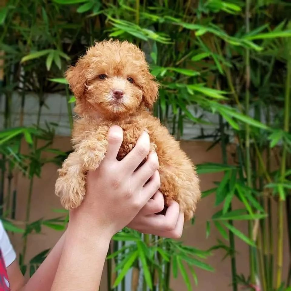 poodle puppies for sale