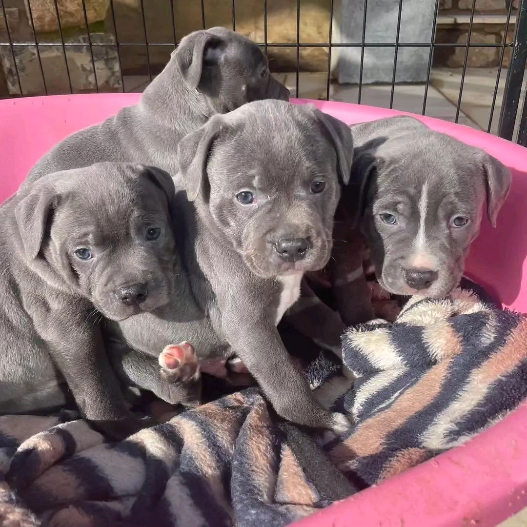 Pitbull adorable puppies  