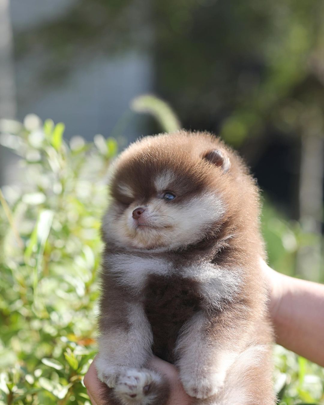 Pomeranian puppies  for adoption 