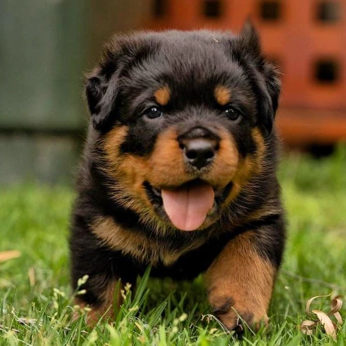 ROTWEILER  puppies for sale 