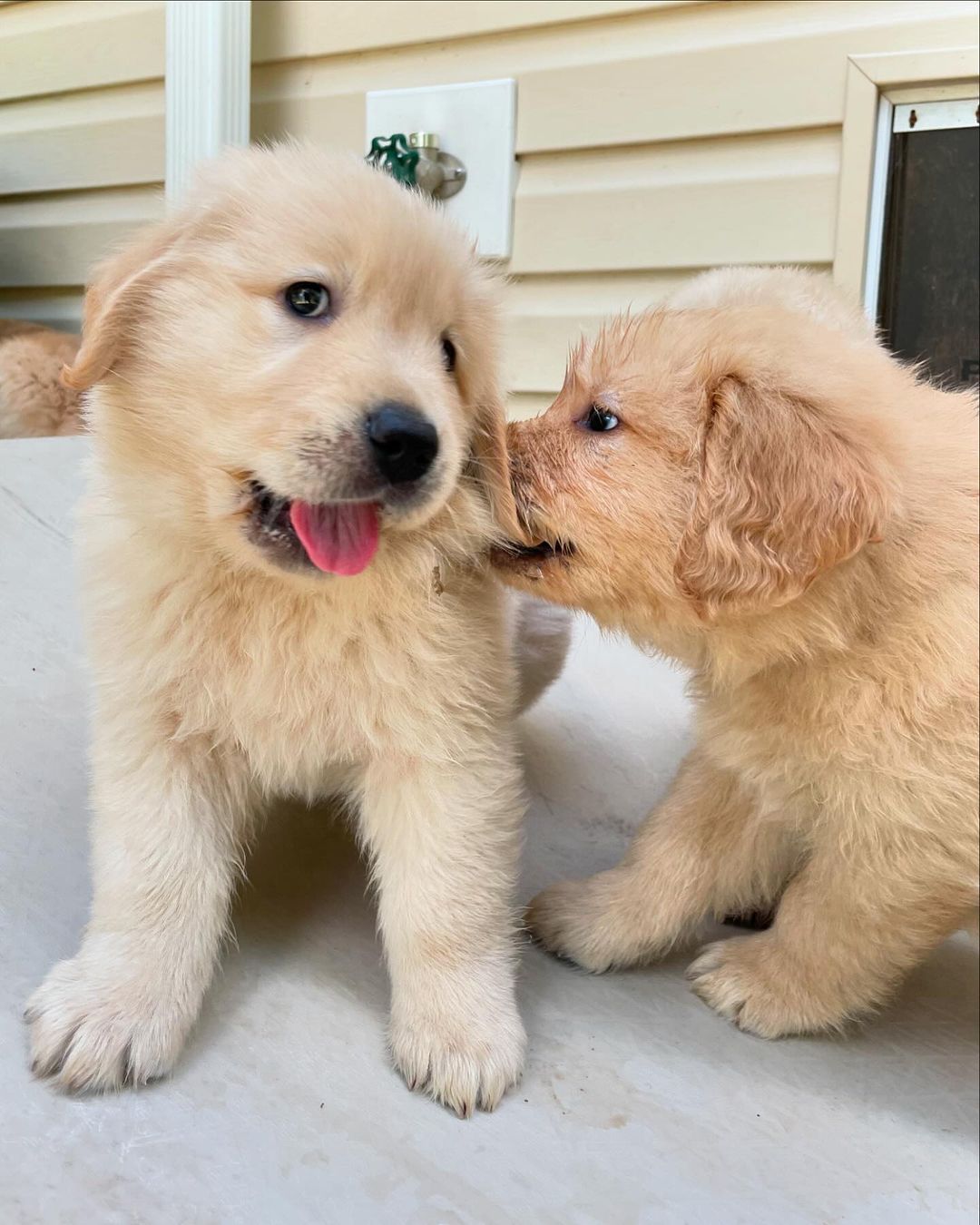 Golden Retriever for free 