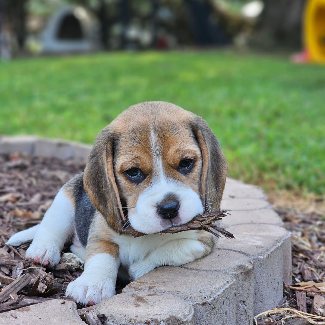 beagle puppies 