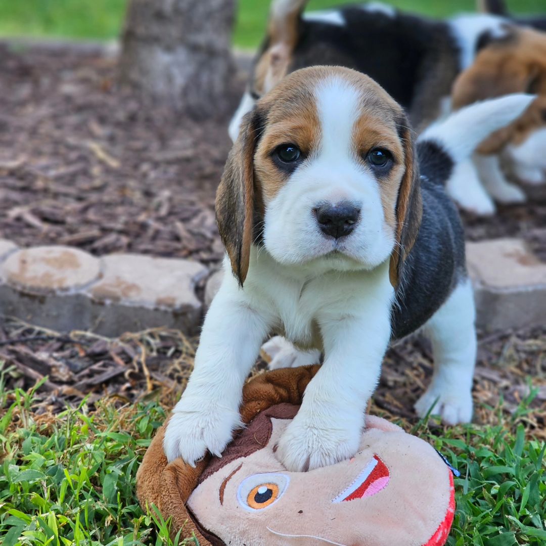 beagle puppies 