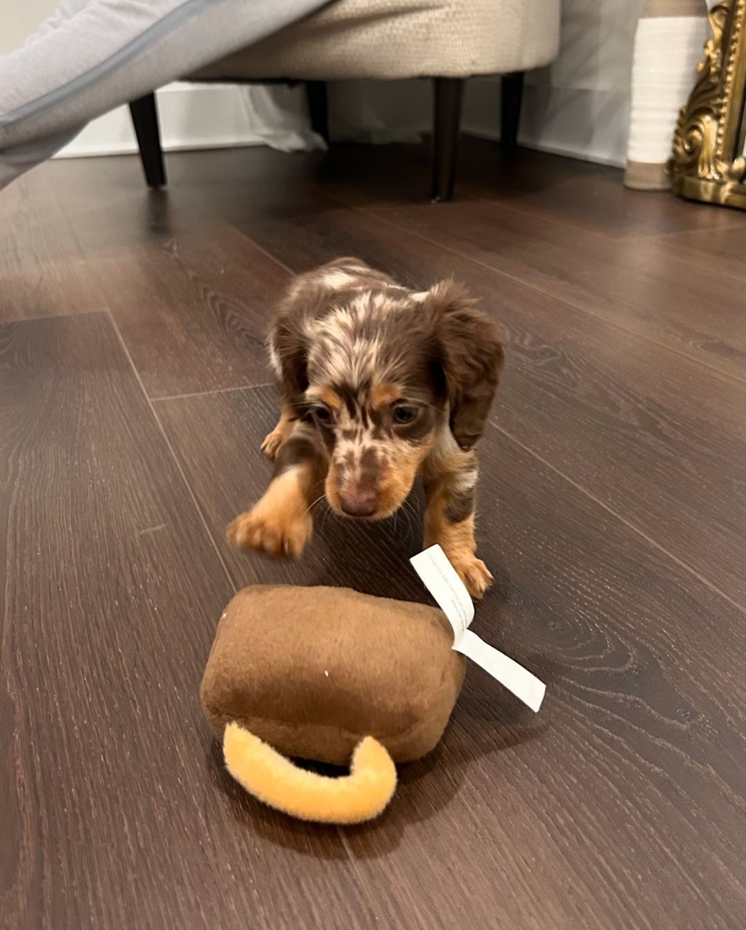 Dachshund puppy 