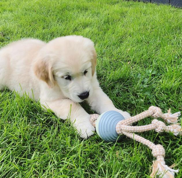 Golden Retriever puppy 