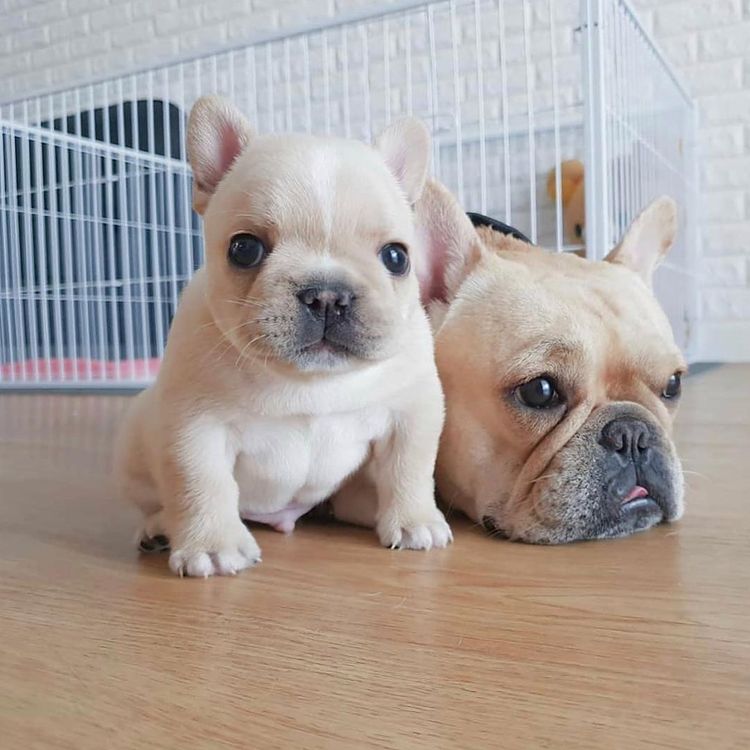 free French bulldog 