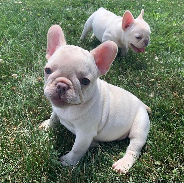 French bulldog 