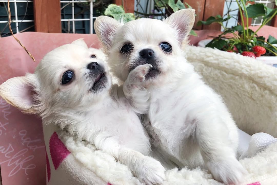 Chihuahua puppies for sale 