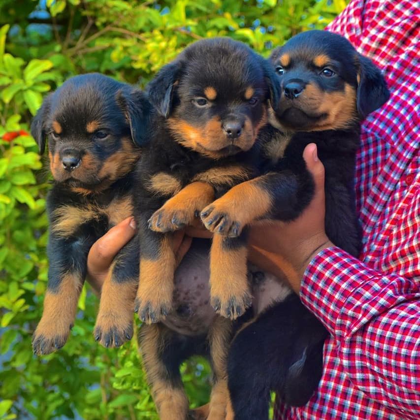 ROTWEILER  puppies for sale 