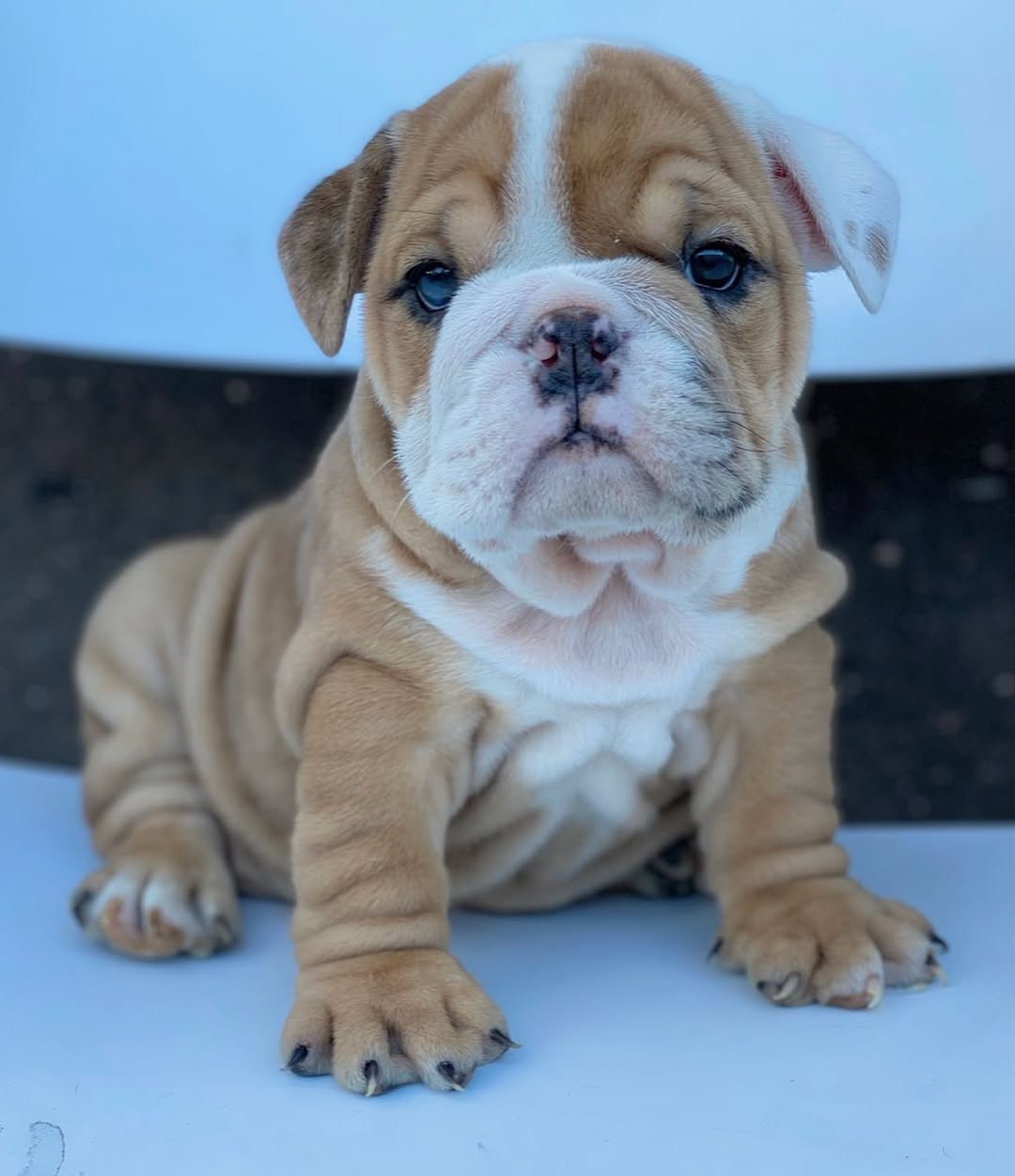 English bulldog puppy 