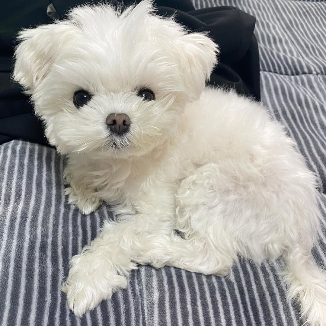 Maltese puppy for sale