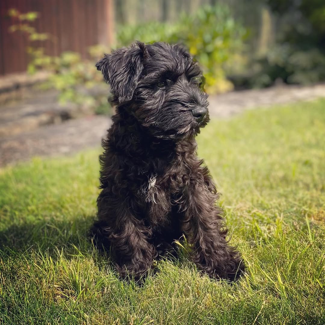 black Miniature Schnauzer for sale 