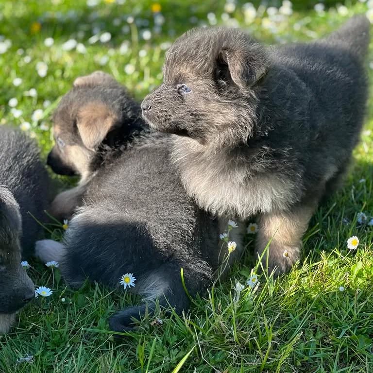 German Shepard puppies for sale 