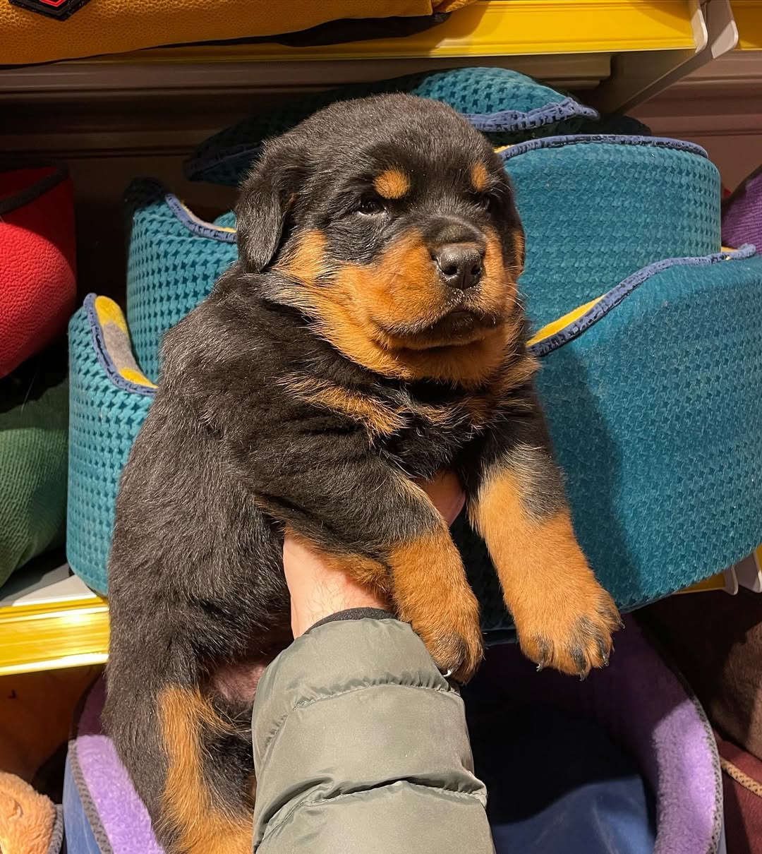 ROTWEILER  puppies adoption 