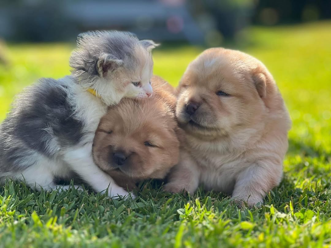 CHOW CHOW PUPPIES 
