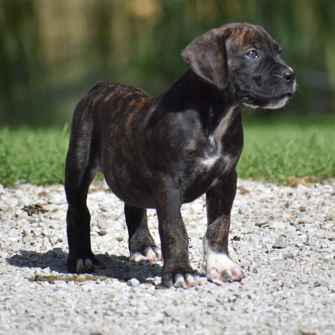 puppies for sale cheap 