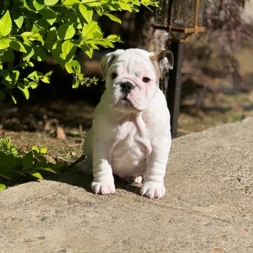 bulldog puppy