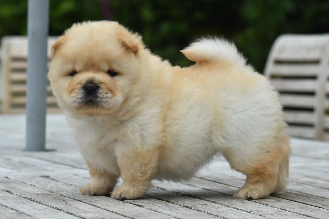 CHOW CHOW PUPPIES 