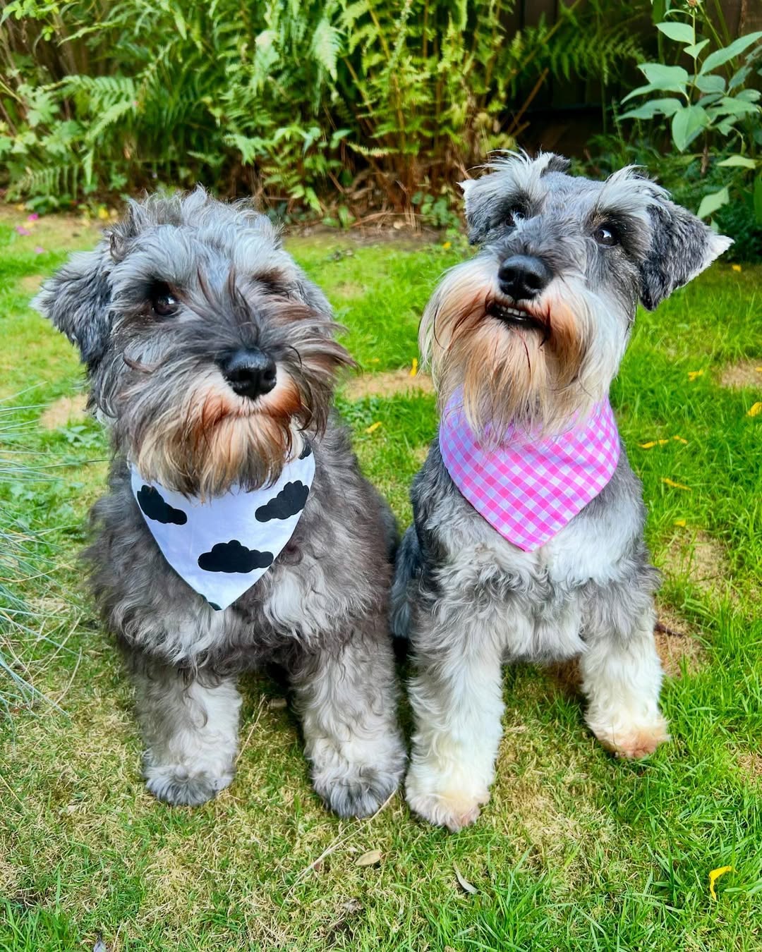 Miniature Schnauzer for sale 