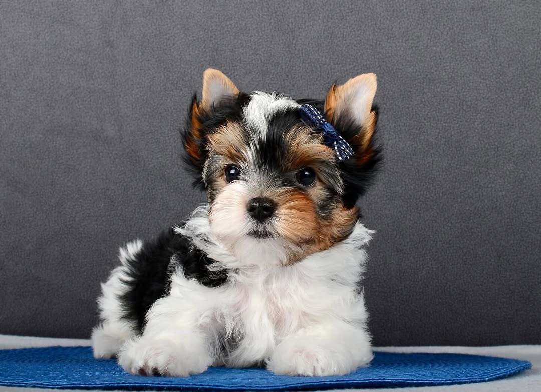 Maltese puppy for sale