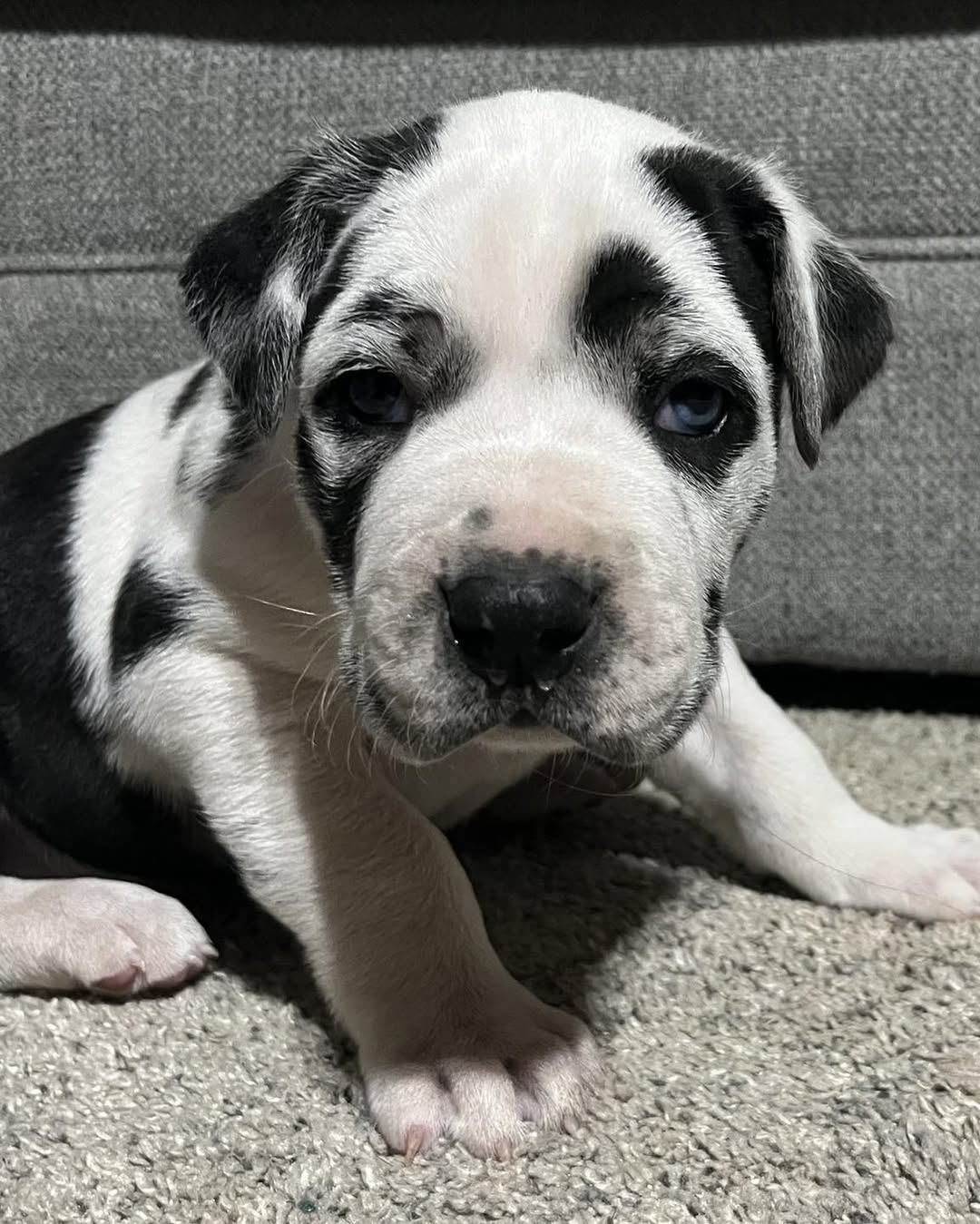 great Dane puppies 