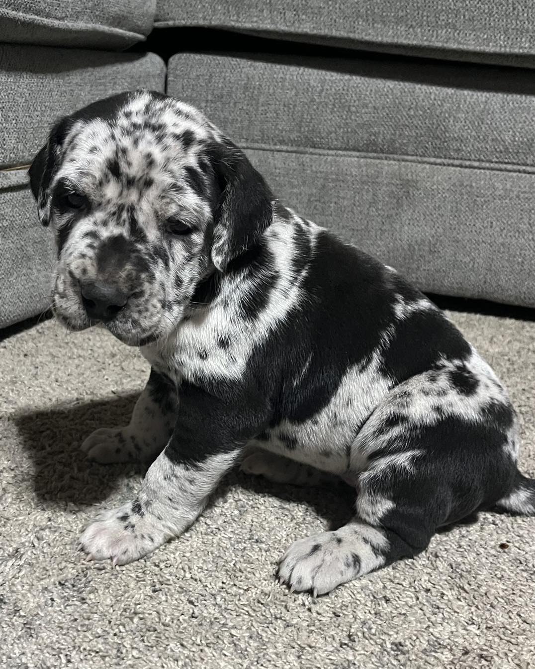 great dane puppies 