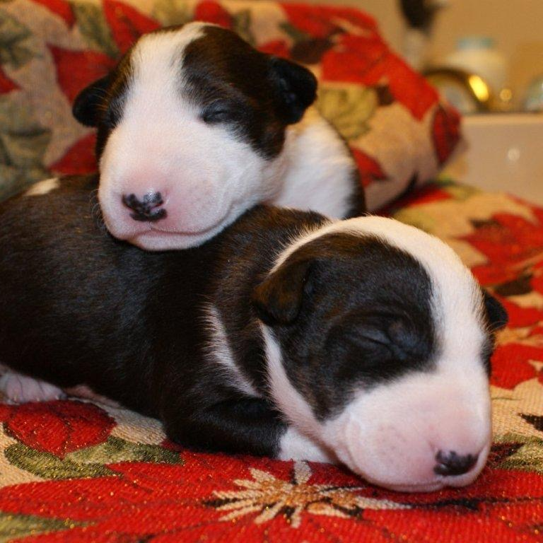 bull terrier for free