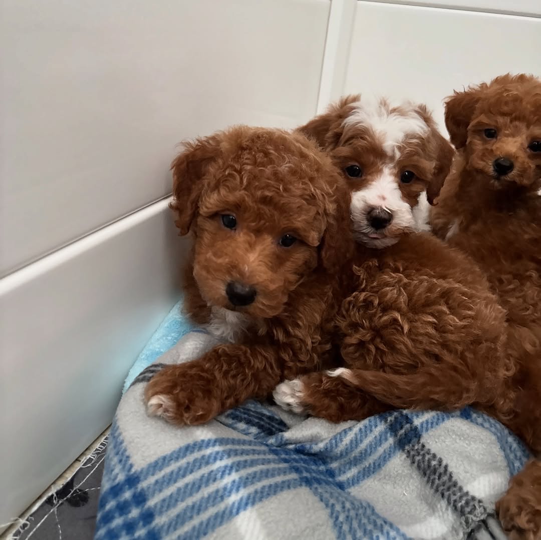 poodle puppies for adoption